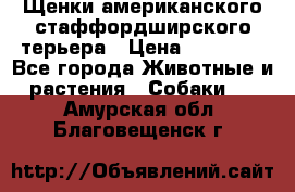 Щенки американского стаффордширского терьера › Цена ­ 20 000 - Все города Животные и растения » Собаки   . Амурская обл.,Благовещенск г.